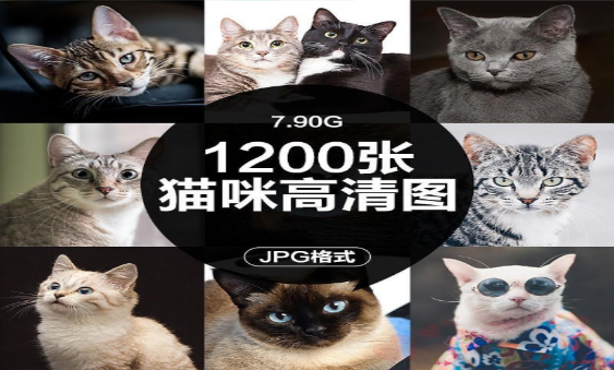 猫咪JPG高清图1200张-小皮资源网